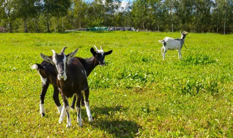Gospodarstwo Agroturystyczne Jacwing Villa Giby Bagian luar foto
